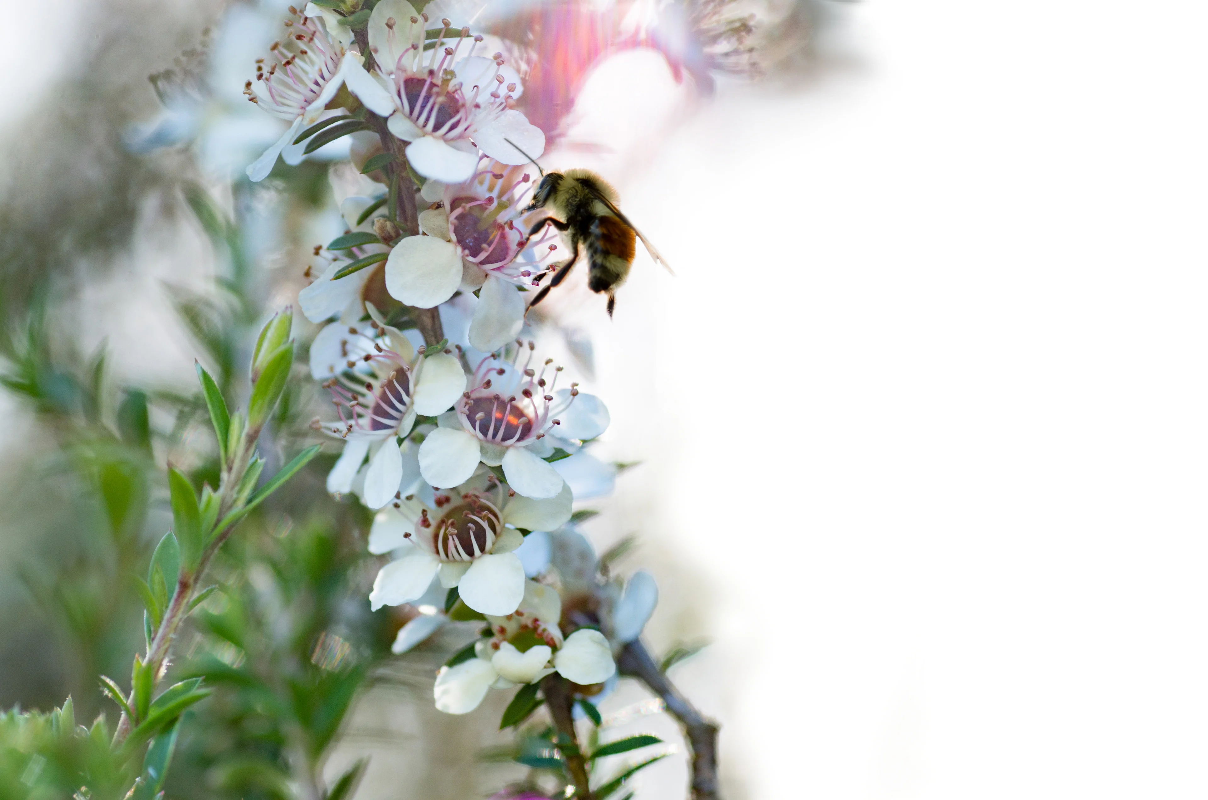 Scientific Skincare, Rooted in Nature